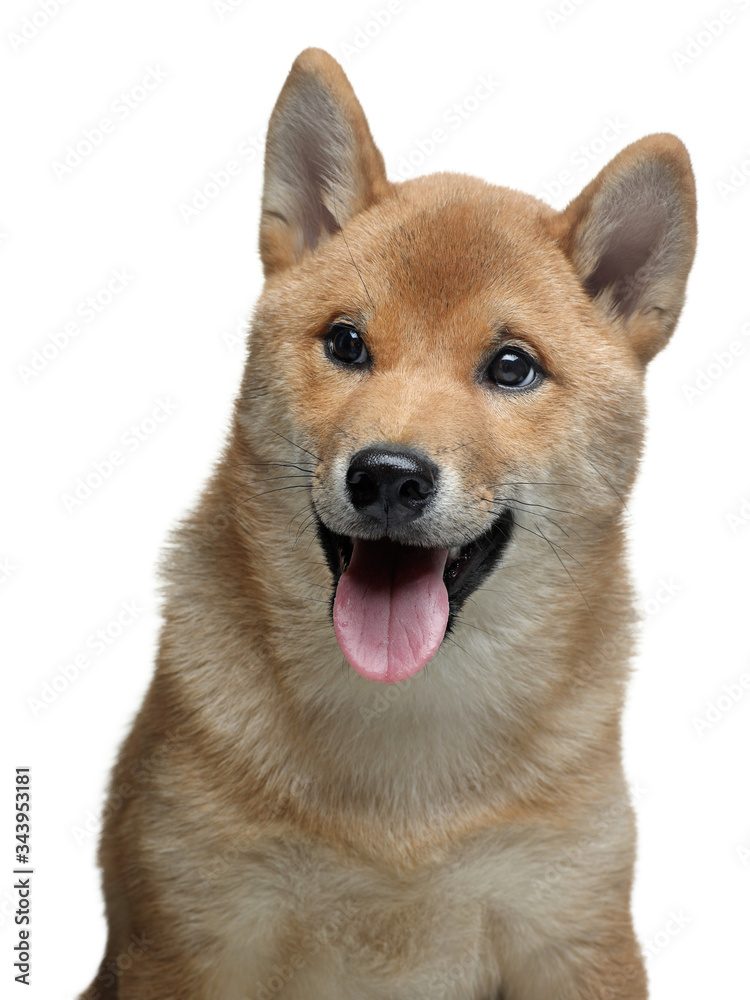 funny puppy in a portrait. Shiba Inu dogs on a white background.