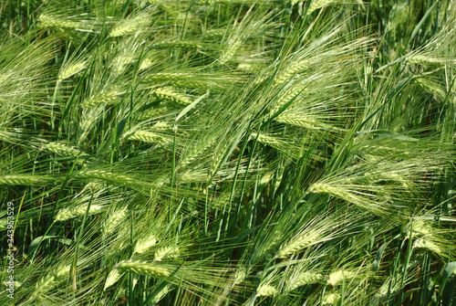 Green fluffy rye field, macro close up detail with soft pink sunrise light,  natural organic background