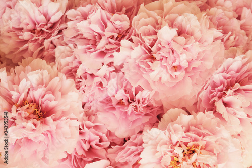 Fresh beautiful pink and white peony flowers in full bloom.