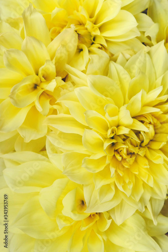 Yellow Kelvin Floodlight Dahlia flowers in full bloom  close up.