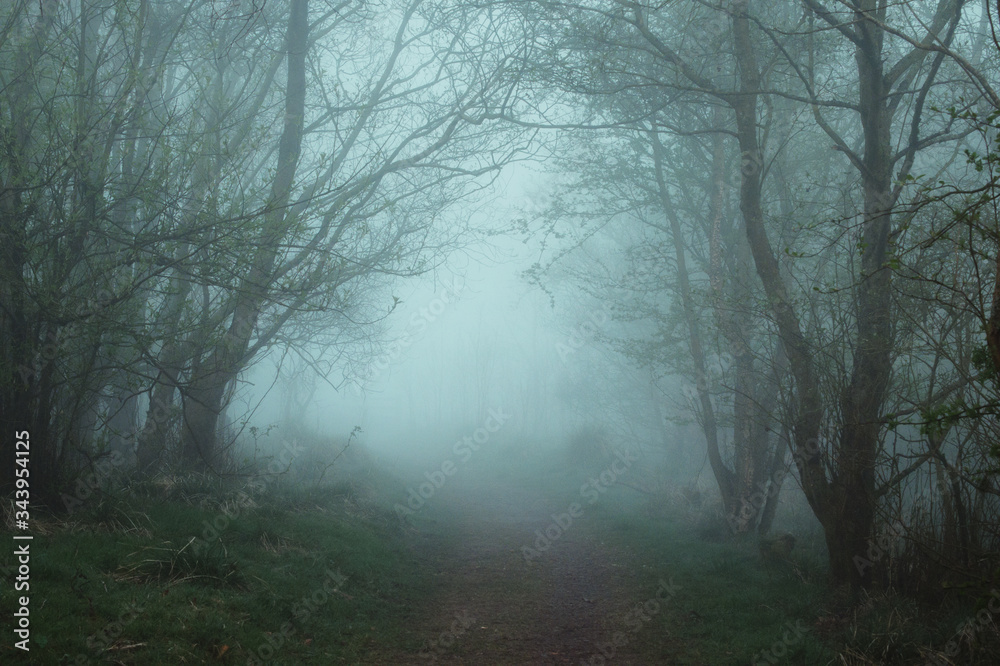 Path in the forest on a foggy morning. West Lothian, Scotland