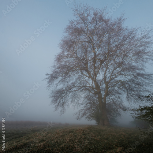 Lonely tree standing in a field on a foggy morning. West Lothian, Scotland