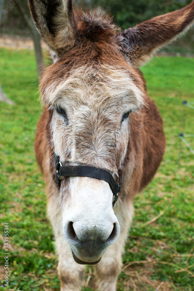 close up of a donkey
