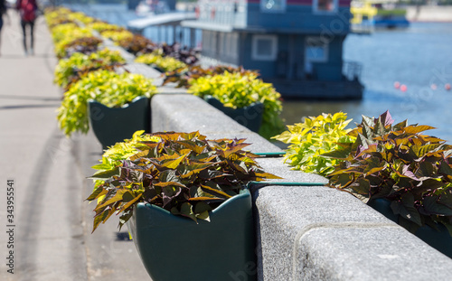 Potted plants on embankment of Moscow river as decoration photo