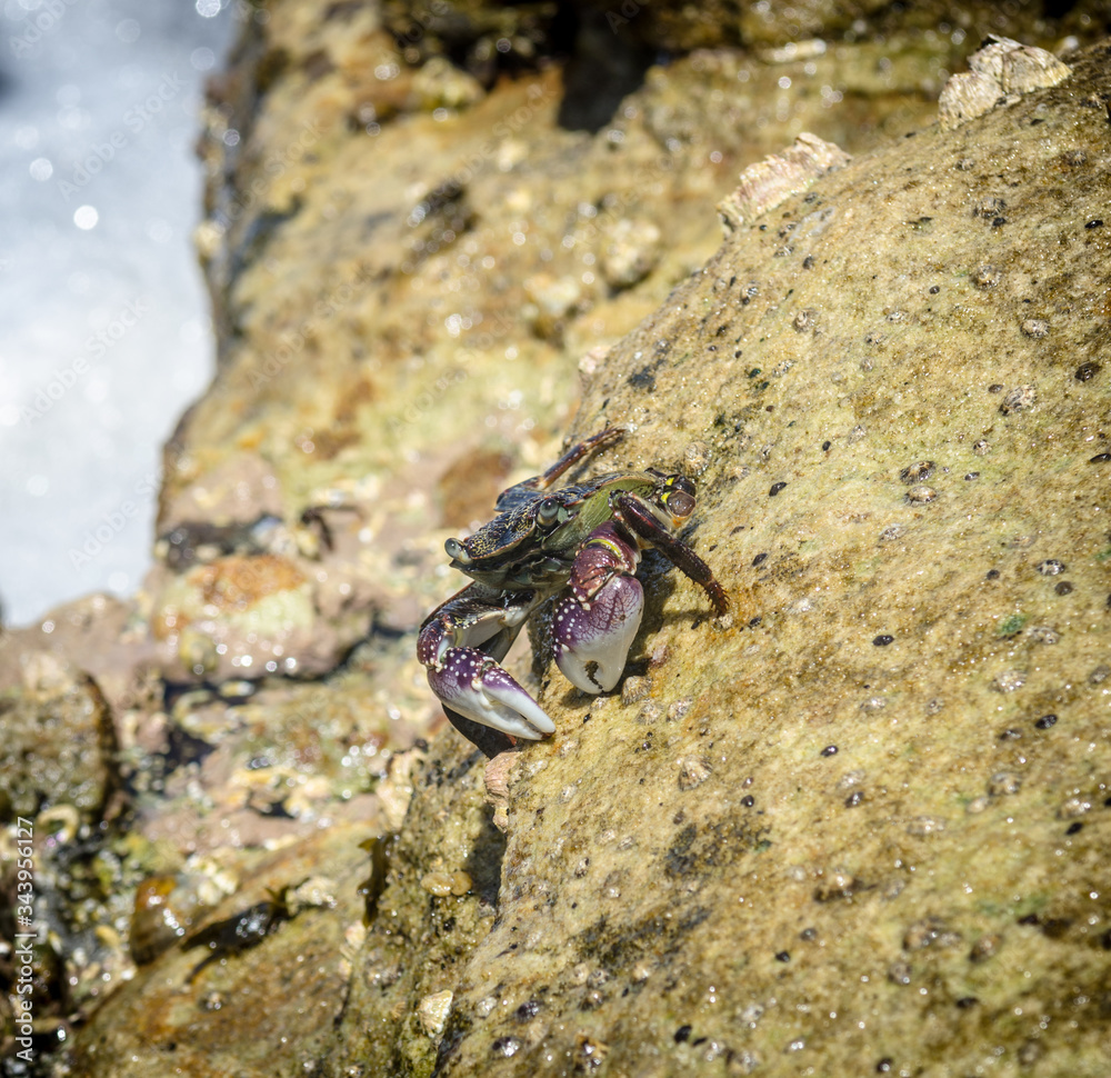 Coogee Beach Crab on Rock in Sydney Coogee Beach Crab on Rock in Sydney