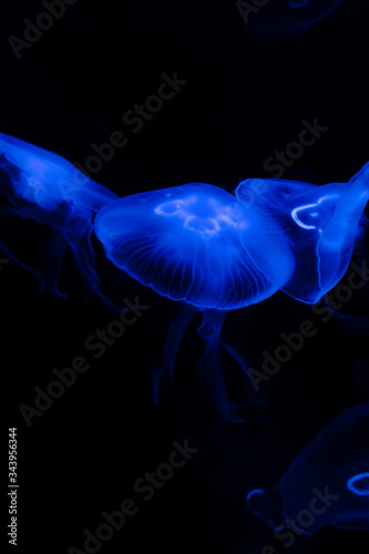 Low key jellyfish sea saltwater tank aquarium ocean life dark water © Serhii