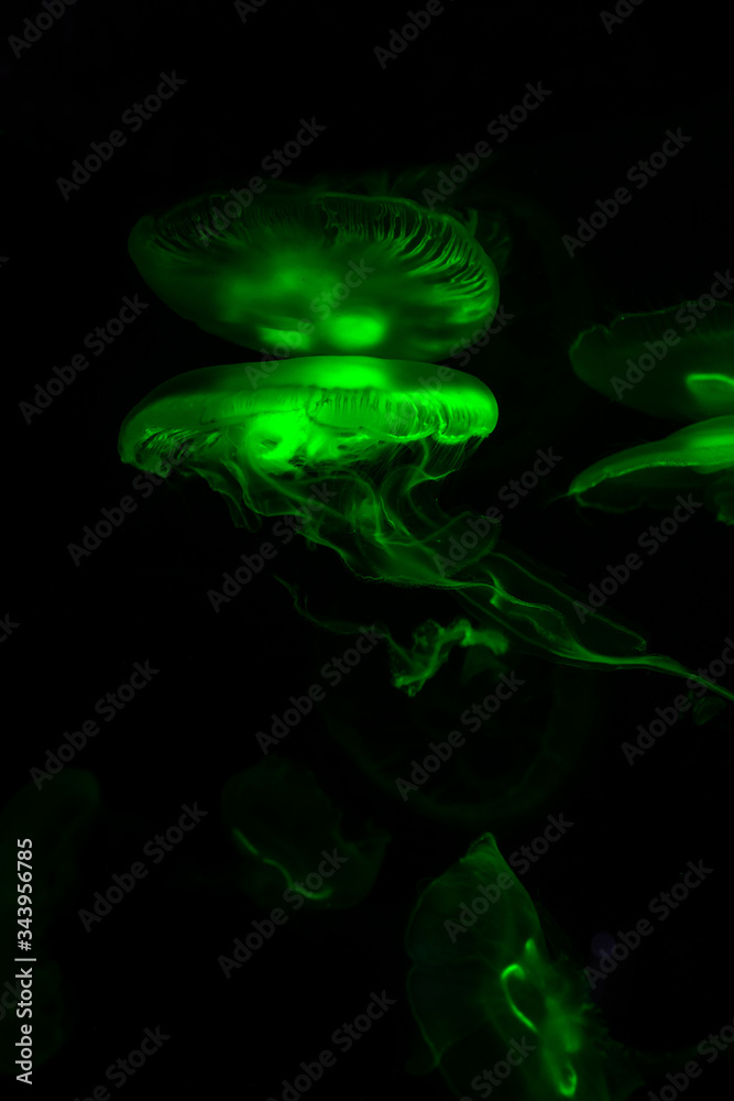 Low key jellyfish sea saltwater tank aquarium ocean life dark water Low key jellyfish sea saltwater tank aquarium ocean life dark water