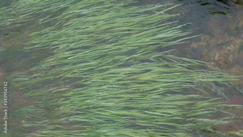 Grass in flowing water. Green grass growing at the bottom of a stream. photo