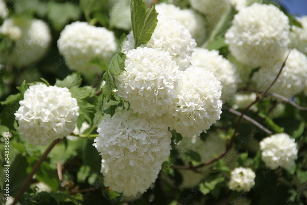 White snow balls viburnum tree