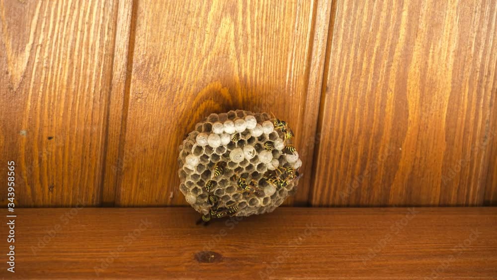 Wasps and hive under the roof of the house. wasps life nest time lapse video.