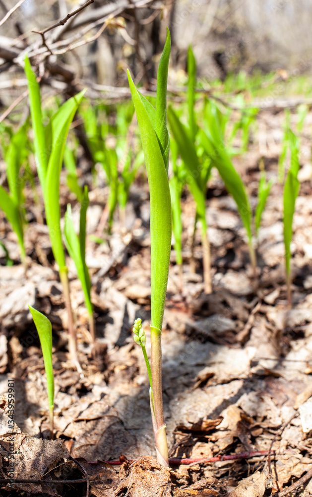 Blooming lily of the valley in a forest clearing Blooming lily of the valley in a forest clearing