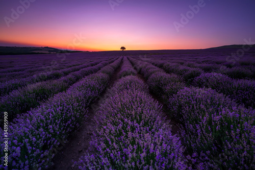 Stunning view with a beautiful lavender field in a blue hour after sunset
