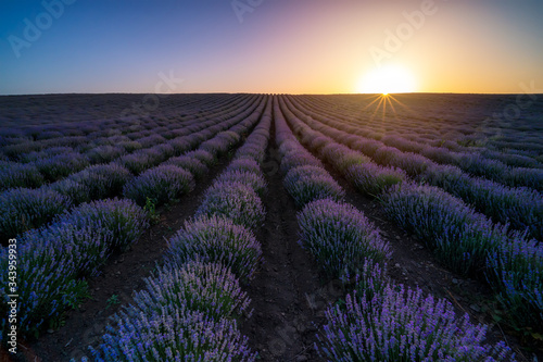 Stunning view with a beautiful lavender field at sunset