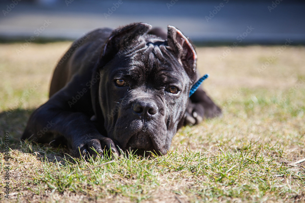 young dog of the cane Corso breed on a walk on the lawn in early spring