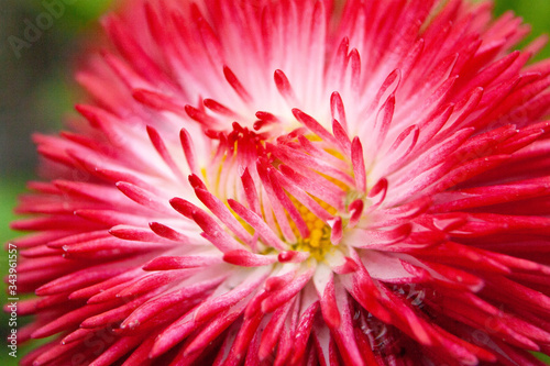 Fototapeta Drop-down red fluffy marguerites in spring garden close side view