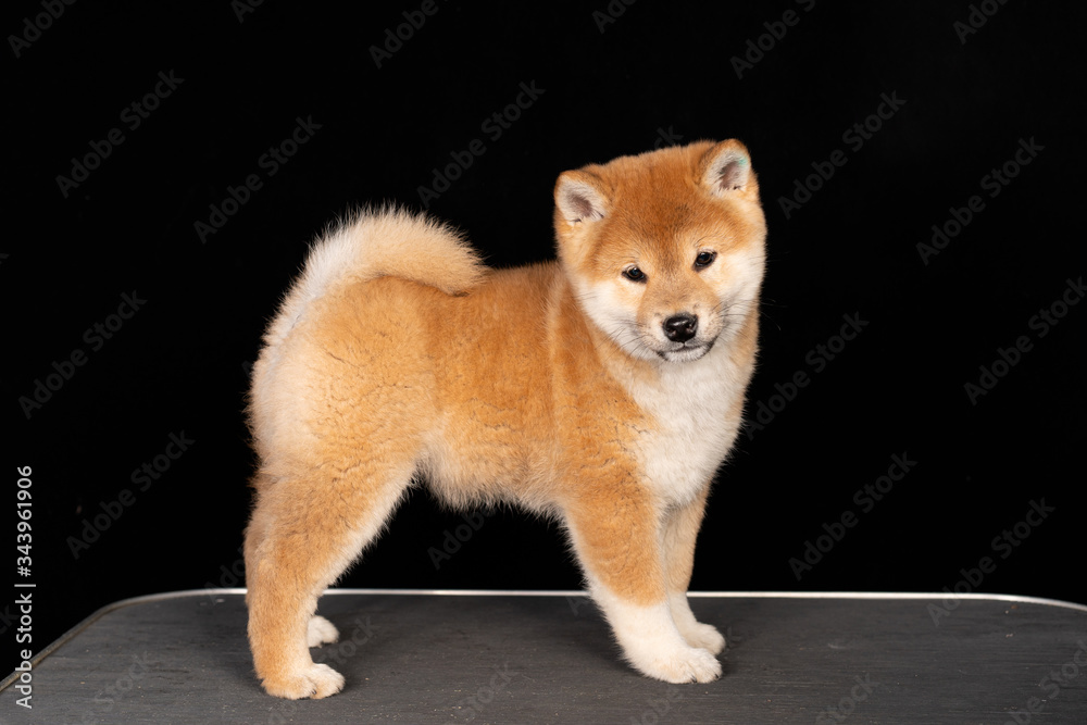 puppy on the table, shiba, orange dog, orange puppy puppy on the table, shiba, orange dog, orange puppy