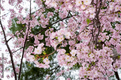 Yoshino cherry blossoms (Prunus x yedoensis) at the Cherry Blossom Festival in Washington DC, USA