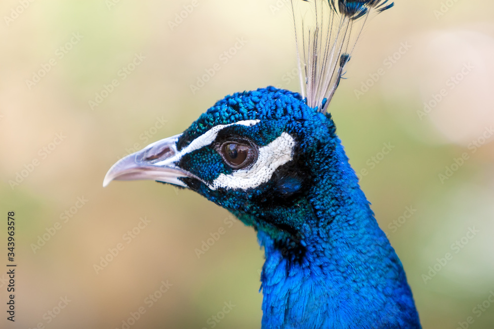 Close up of a male Indian Peafowl (Pavo cristatus) Close up of a male Indian Peafowl (Pavo cristatus)