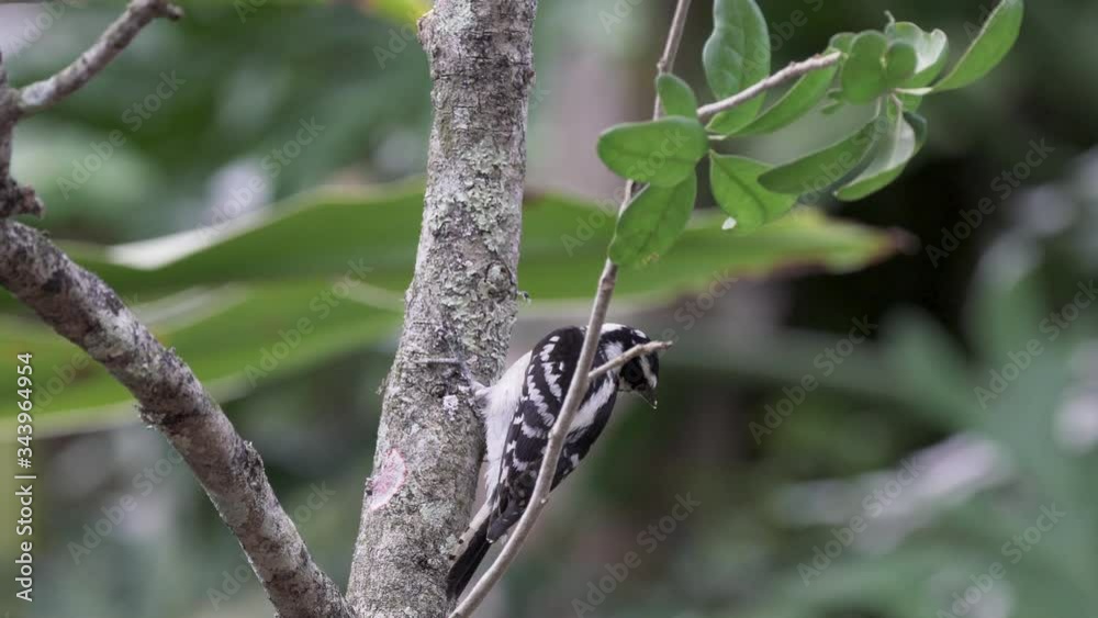 Beautiful female downy woodpecker climbing a branch foraging in Orlando Florida Beautiful female downy woodpecker climbing a branch foraging in Orlando Florida