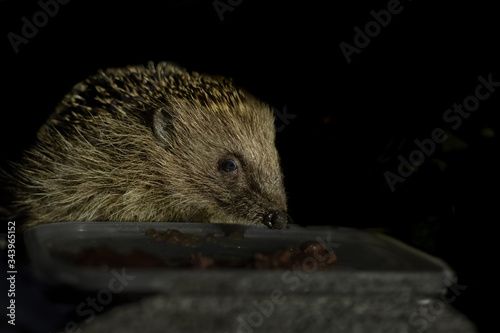 Hedgehog at night eating food