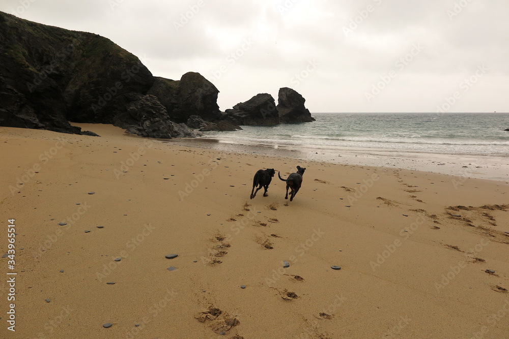 Porthcothan bay cornwall uk dogs on the beach covid19 lockdown Porthcothan bay cornwall uk dogs on the beach covid19 lockdown