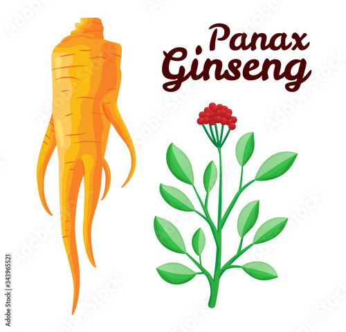 Root and leaves panax ginseng. Healthy lifestyle. For traditional medicine, gardening. Biological additives are. Vector colorful flat illustration of medicinal plants. Isolated on white background