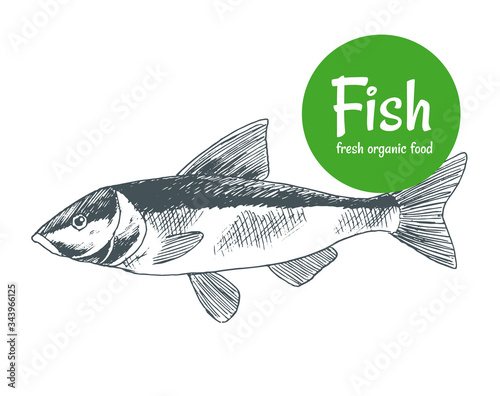 Hand drawn vector fish. Fish and seafood products store poster. Sea food fishery and ocean fishing catch. Can use as restaurant fish menu or fishing club banner