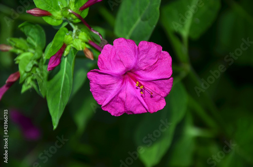 pink mirabilis bloom beautiful garden fragrant flowers in the evening