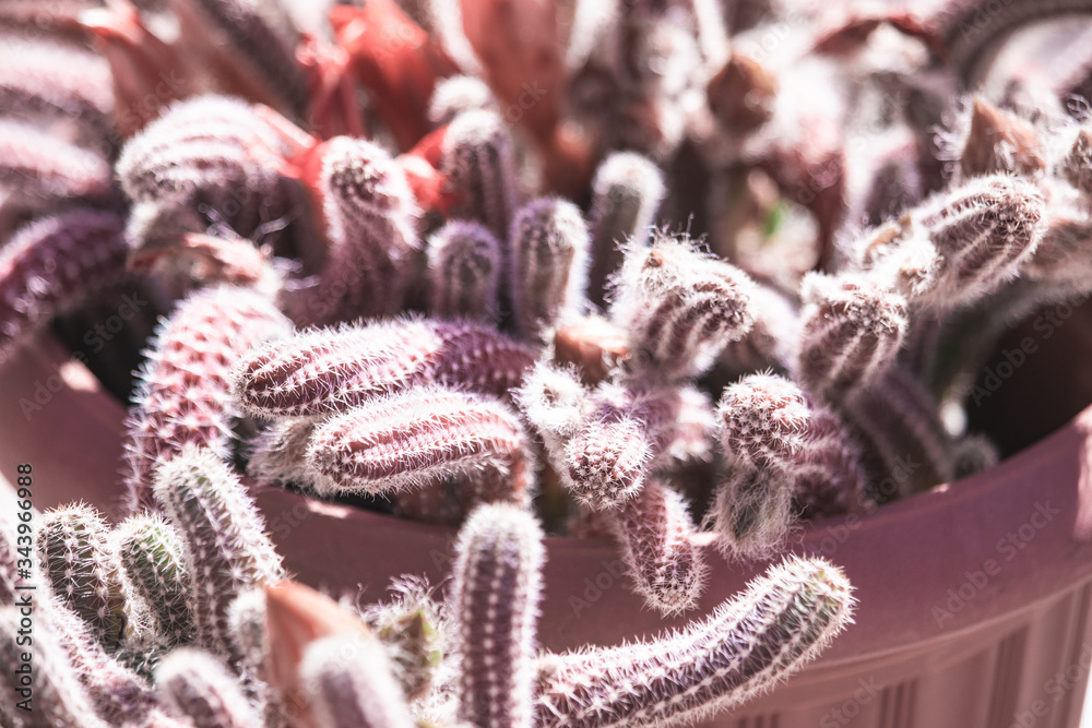 Cacti 1 Cacti 1
