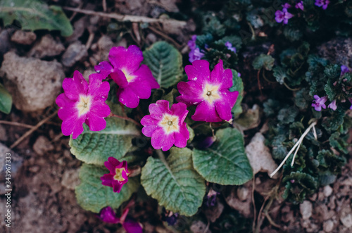 garden little spring purple flowers