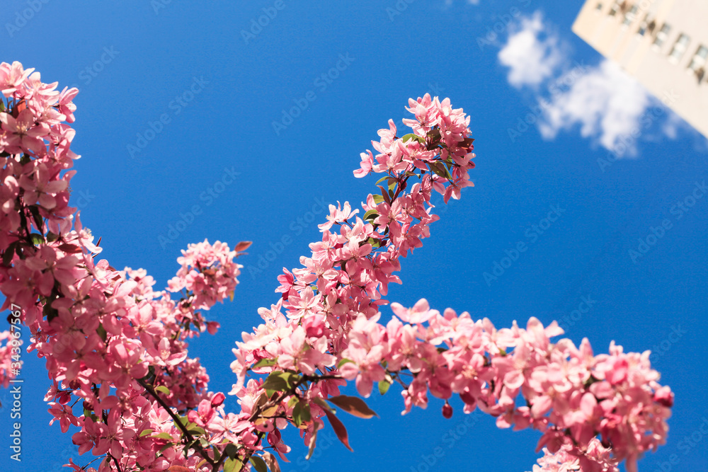 A branch of blooming Japanese sakura tree with pink flowers