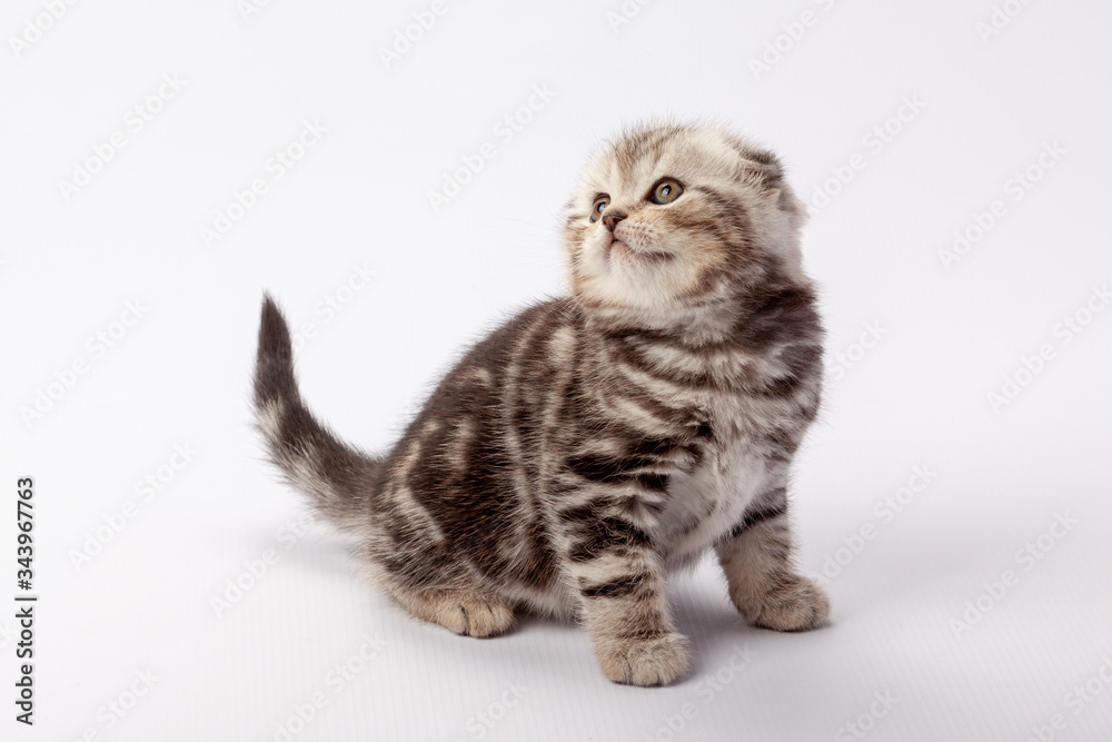 A gray striped scottish fold kitten