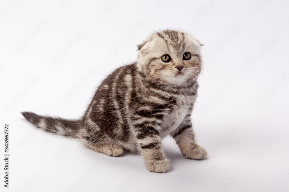 Fototapeta premium A gray striped scottish fold kitten