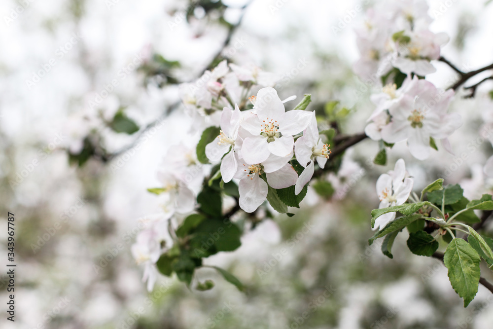 A branch of blooming apple tree