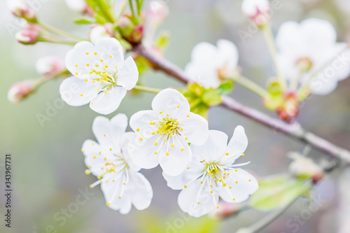 Beautiful white flowers close-up. Spring flowering cherry. Selective focus