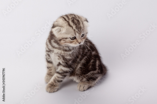 A gray striped scottish fold kitten