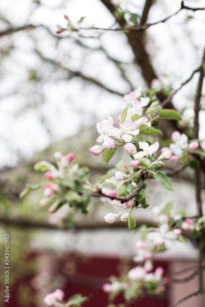 A branch of blooming apple tree
