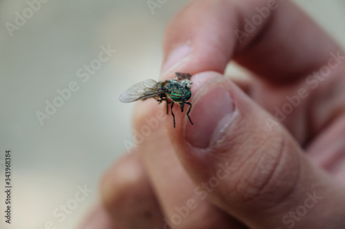 close up of a fly © Jonas