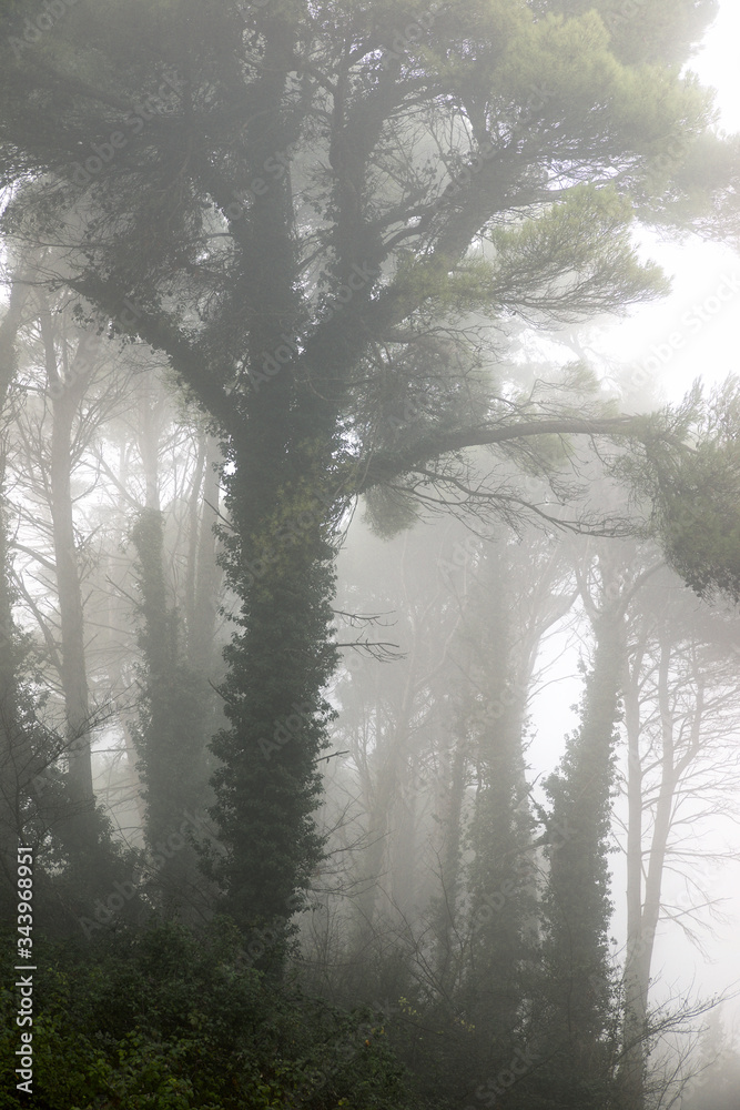 Trees between the fog, Zaragoza province in Spain. Trees between the fog, Zaragoza province in Spain.