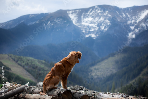 hiking with a dog. Nova Scotia Duck Tolling Retriever in the mountains,