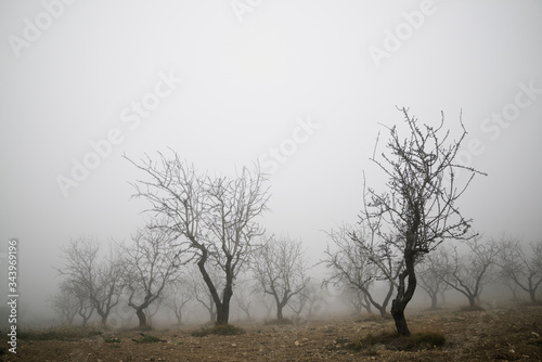 Fruit trees between the fog, Zaragoza province in Spain. photo