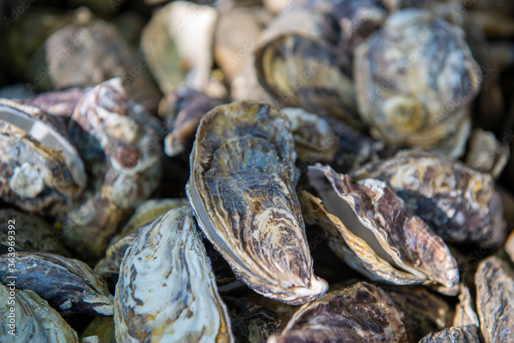 Discarded oyster shells. view of pile oyster shells. Selective focus. Discarded oyster shells. view of pile oyster shells. Selective focus.