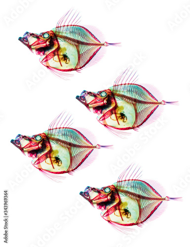 Fossil prehistoric deep ocean fishes school skeletons isolated on the white background. Science and Earth life evolution researching concept image.