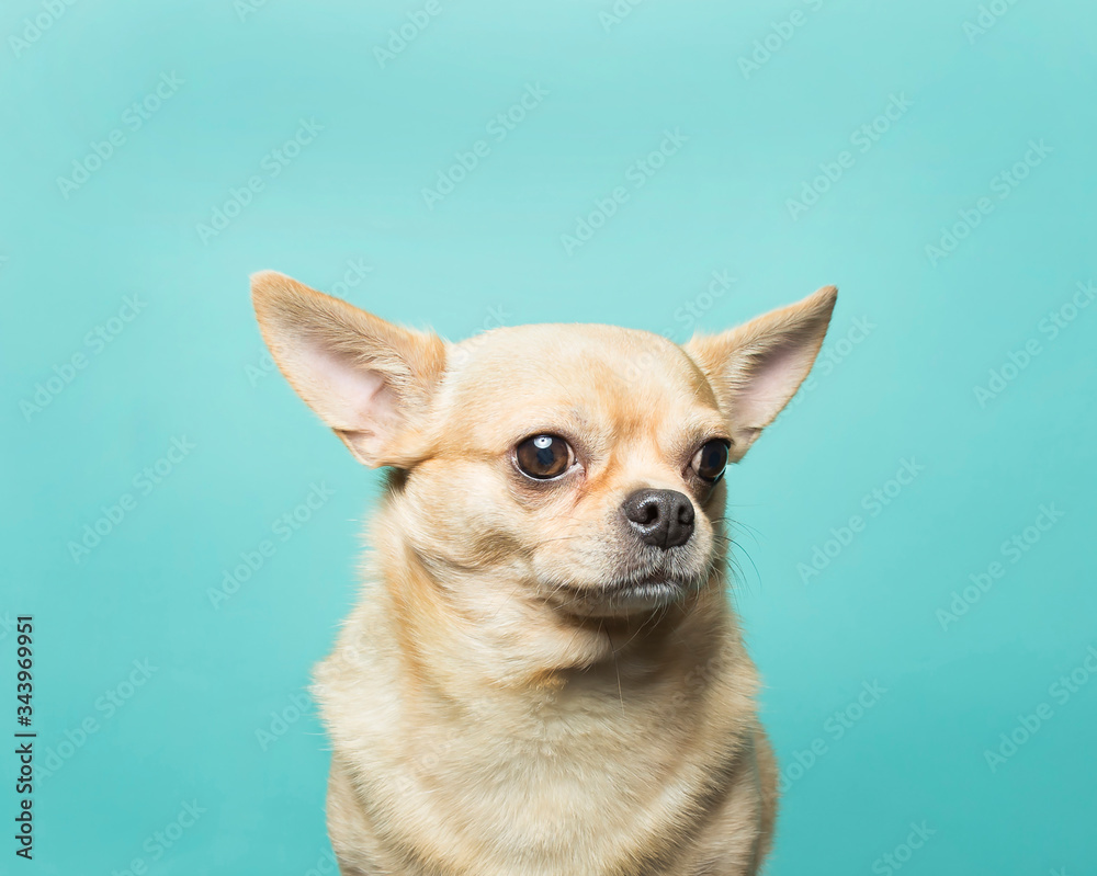 Close of up of tan chihuahua head against aqua blue backdrop Close of up of tan chihuahua head against aqua blue backdrop