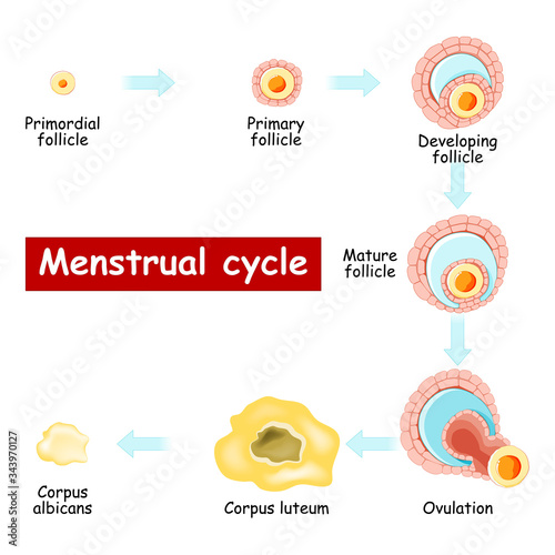 Menstrual cycle. Changes in ovary: from Developing follicle to Ovulation and Corpus luteum.