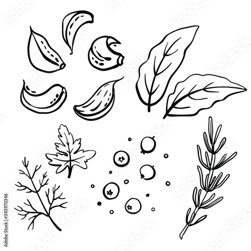 Herbs and spices: pepper, bay leaf, garlic, parsley. Black line sketch collection of healthy vegetables and herbs isolated on white background. Doodle hand drawn vegetable icons. Vector illustration