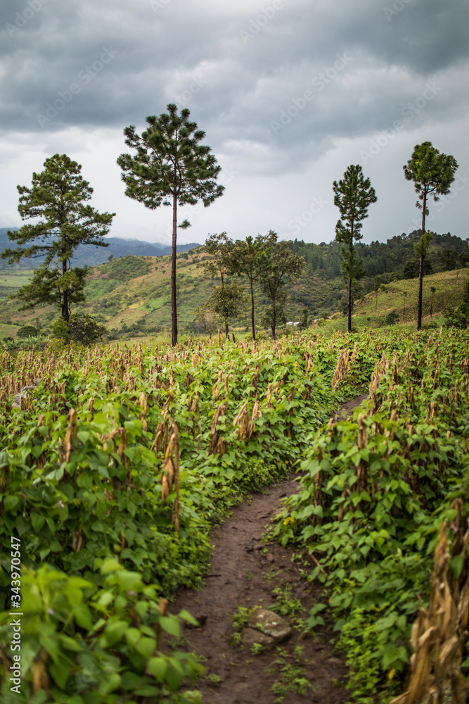 Trail winds through lush hillside farm in Latin America. Trail winds through lush hillside farm in Latin America.