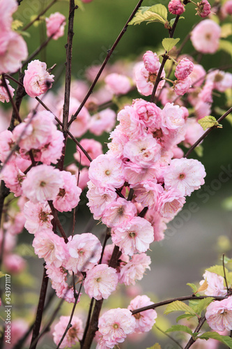 Sweet pink flowers blooming Louiseania triloba, Prunus triloba, Amygdalus triloba in the spring garden. Blossoming tree.