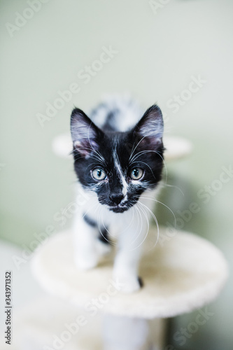 Black and White Kitten with Striking Markings photo