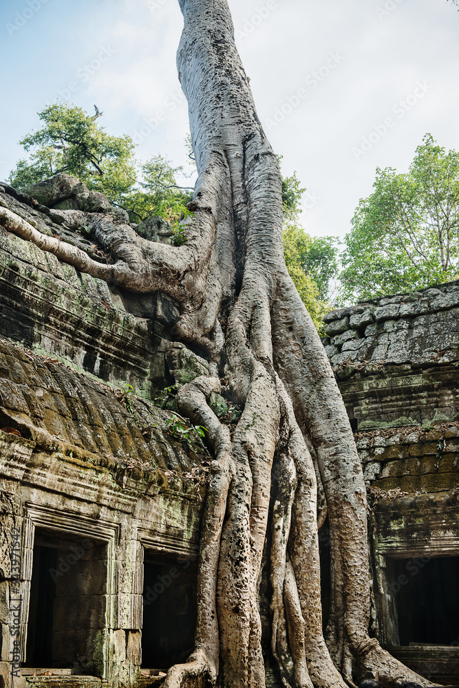 ta prohm temple, angkor wat, Siem Reap, cambodia, Southeast Asia